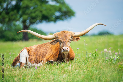 Obraz na plátně Texas longhorn lying down in the grass on the pasture