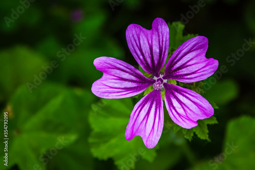 Close up of a purple Malva flower, commonly called a mallow. It is a herbaceous annual, biennial, and perennial plant, family Malvaceae.