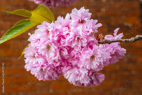 Close up of pink cherry blossom, a flower of many trees of genus Prunus. The most well-known species is the Japanese cherry, Prunus serrulata. It is considered the national flower of Japan.