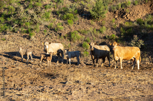 herd of cattle © Todd
