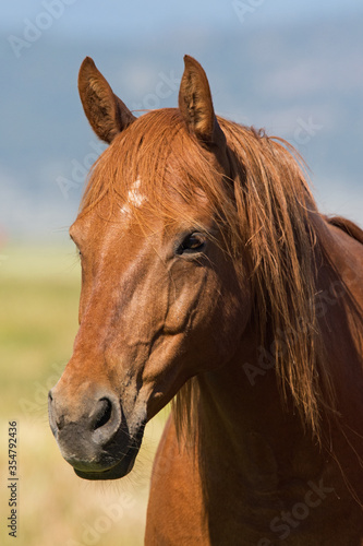 Portrait of a sorrel horse