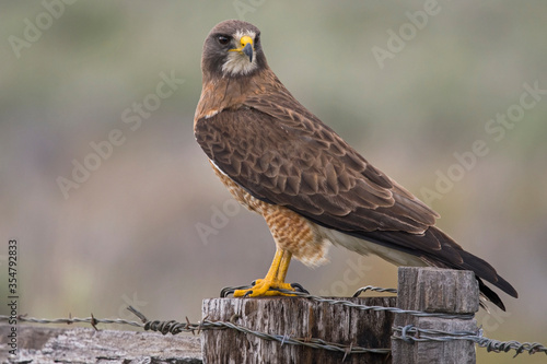 Swainson's Hawk Perched on a Fence in the Sierra Valle