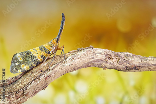 Dark-horned Lantern-fly (Pyrops spinolae), The unicorns of the insect world. Selective focus, blurred background with copy space. photo