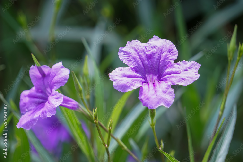 purple flower in the park