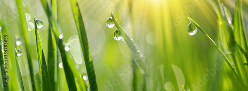 Fotografia Lush green blades of grass with transparent water drops on meadow close up