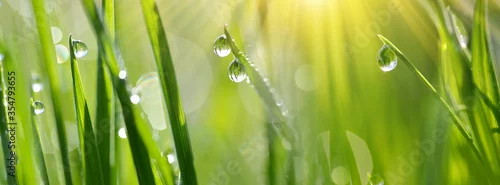 Panel kuchenny z motywem Lush green blades of grass with transparent water drops on meadow close up. Fresh morning dew at sunrise. Panoramic spring nature background. 
