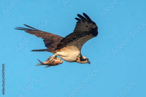 The Osprey hawk is catching a large fish for food. © chamnan phanthong