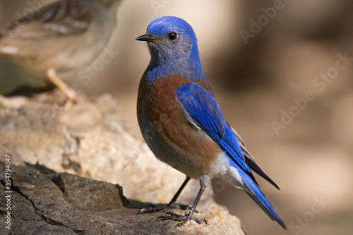 Western Bluebird Male © Laurie Wilson