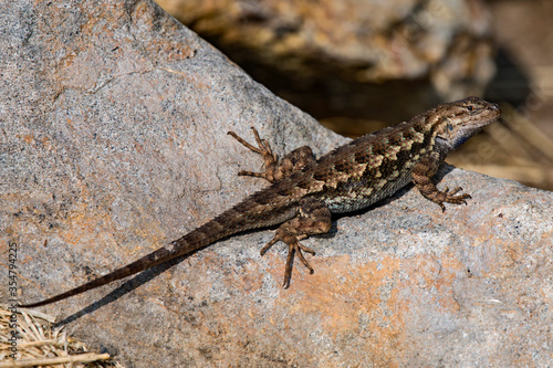 Western fence lizard on a rock