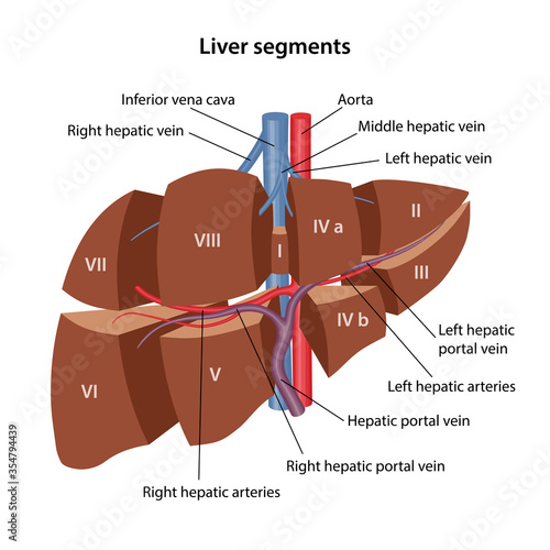 Anatomy of the human liver. 3D model of the livers segments with description of blood supply to the liver. Vector illustration in flat style isolated over white background. photo