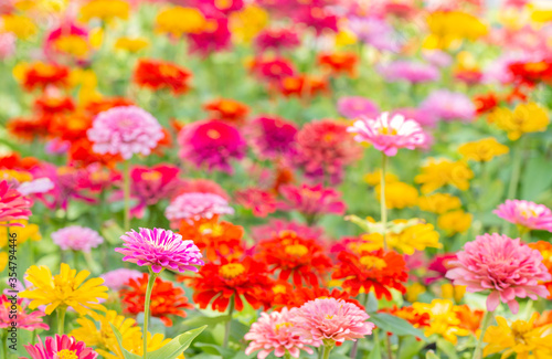 Colorful blurred background  of Zinnia flower. © winlyrung