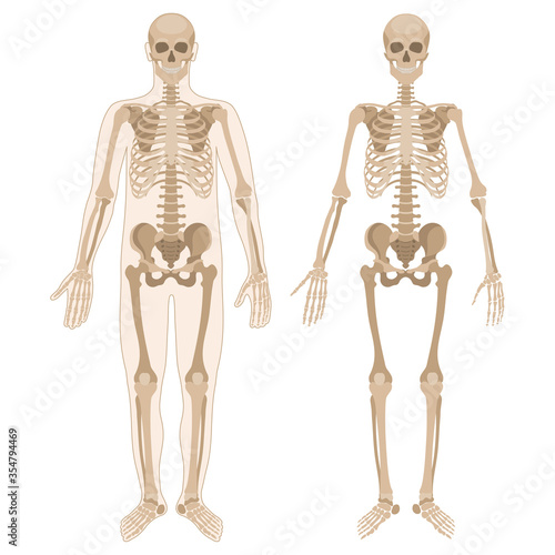 Human skeleton and human body. Front view. Vector illustration in flat style isolated on white background