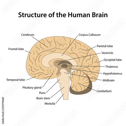 Structure of the human brain with main parts labeled. Sagittal view of cerebrum. Vector illustration in flat style isolated on white background