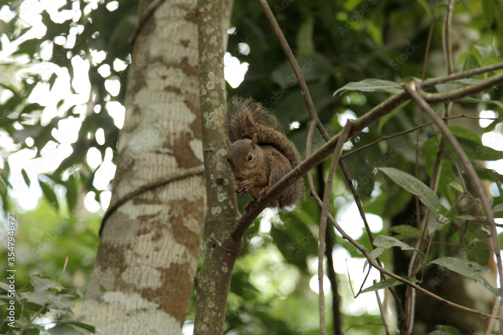 Squirrel on a tree - Itatiaia National Park, Brazil