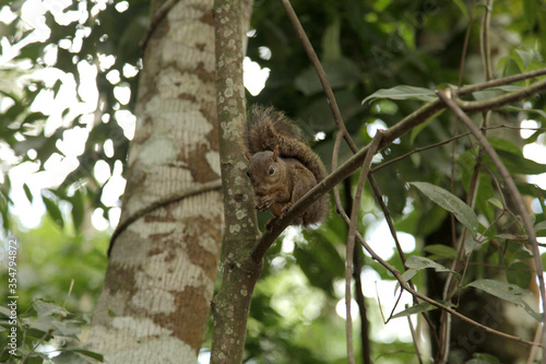 Squirrel on a tree - Itatiaia National Park, Brazil © RAFAEL