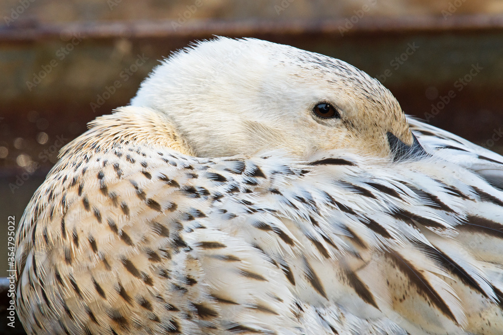 Obraz premium White and brown duck portrait