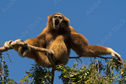 Foto White-handed Gibbon Male singing for his mate from the top of a tree