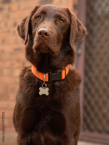 1-year-old Chocolate Labrador