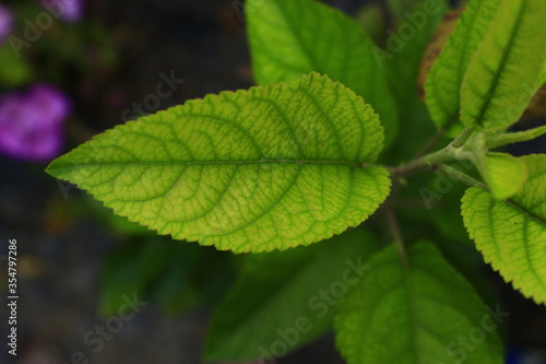 Wallpaper Mural Hoja verde Torontodigital.ca