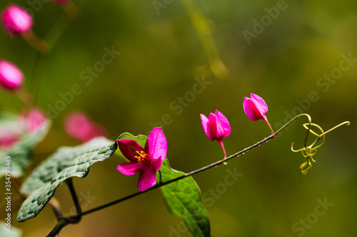 Tender closeup inflorescence of blooming Antigonon leptopus, also known as Coral vine flower, Coralita or Bee bush. photo