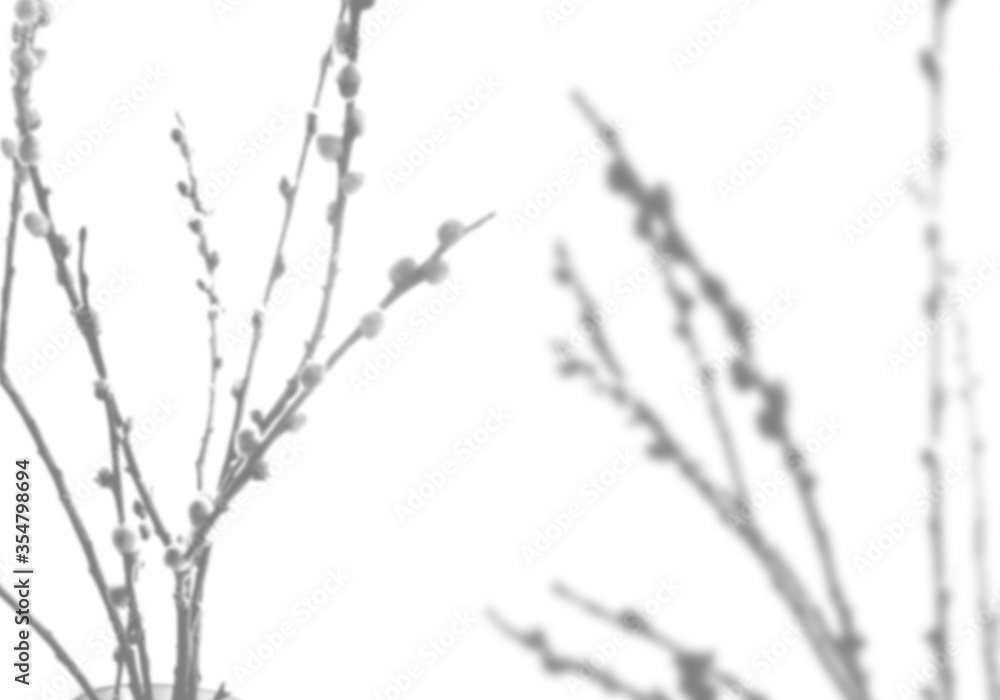 Summer background of shadows of willow branches on a white wall. White and black for superimposing a photo or mockup Summer background of shadows of willow branches on a white wall. White and black for superimposing a photo or mockup