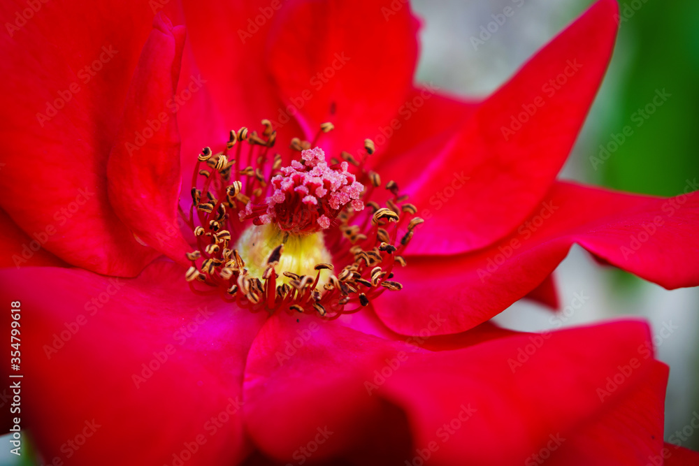 close up of rose close up of rose