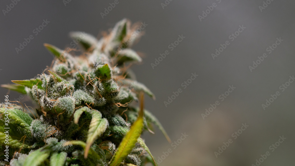 Cannabis Marijuana Weed Bud Macro Close Up Cannabis Marijuana Weed Bud Macro Close Up