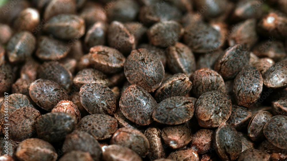 Feminized marijuana cannabis Weed seeds macro close up Feminized marijuana cannabis Weed seeds macro close up