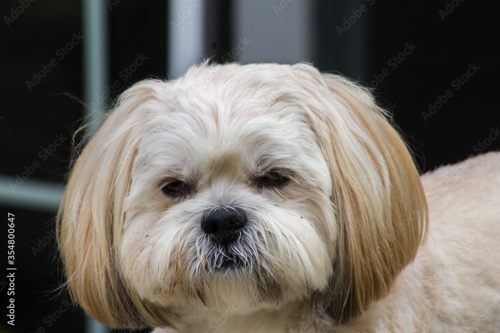 Female Lhasa Apso Closeup of Face Female Lhasa Apso Closeup of Face