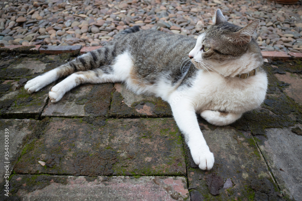 Obraz premium Cat chilling in a garden