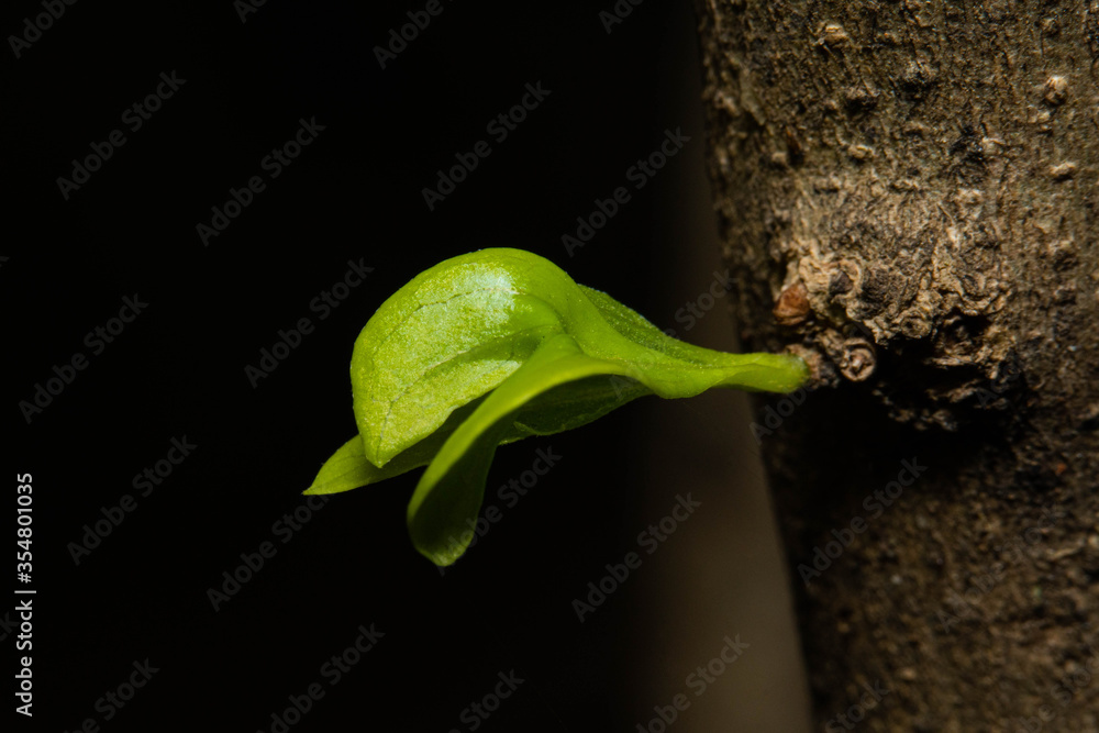 Beautiful macro of green lateral bud or axillary bud on tree. Beautiful macro of green lateral bud or axillary bud on tree.