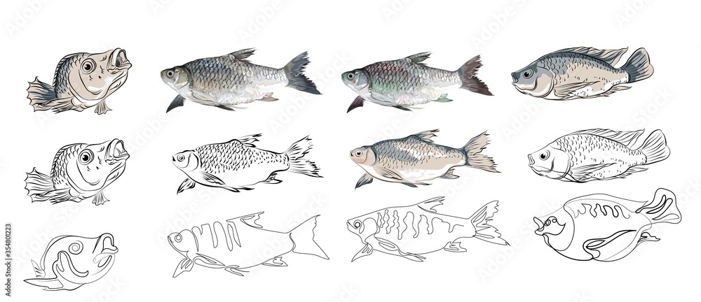 Rohu Fish or Roho Labeo vector illustration realistic and cartoon