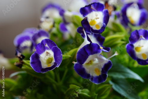 violet flower named torenia macro