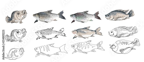 Rohu Fish or Roho Labeo vector illustration realistic and cartoon fish vector illustration and line art. To be used as an illustration photo