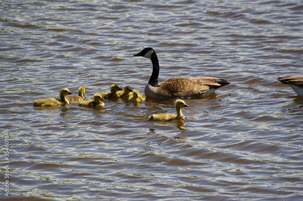 Fototapeta premium Canadian Goose Family