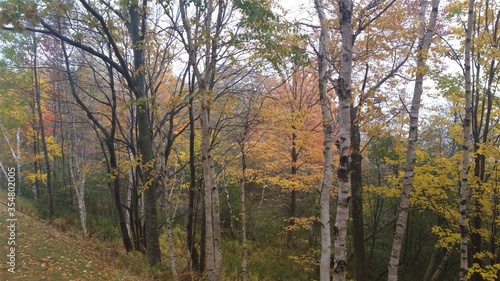 autumn in the forest