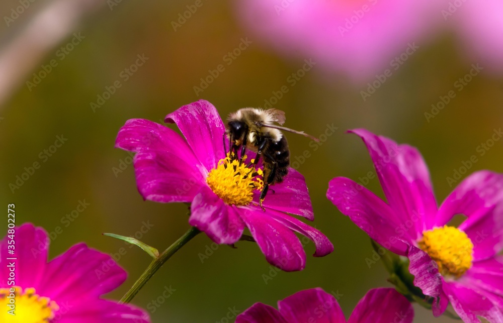 Bumblebee on Purple Cosmos Flower Bumblebee on Purple Cosmos Flower