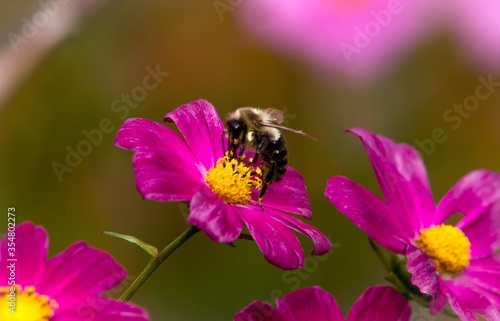 Bumblebee on Purple Cosmos Flower