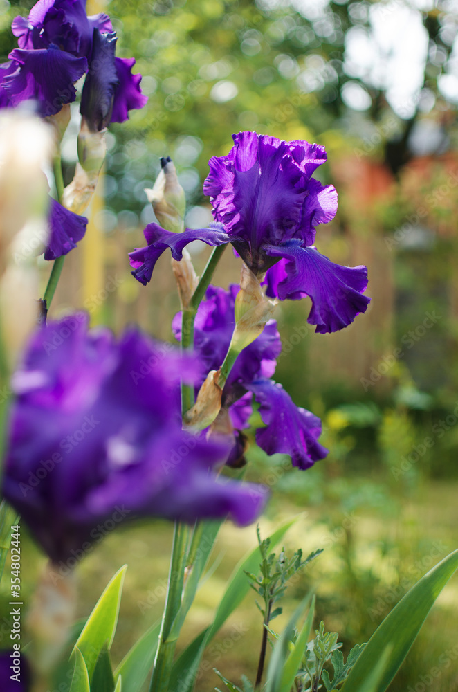 Irises are wonderful flowers to decorate the yard near the gazebo or in the garden