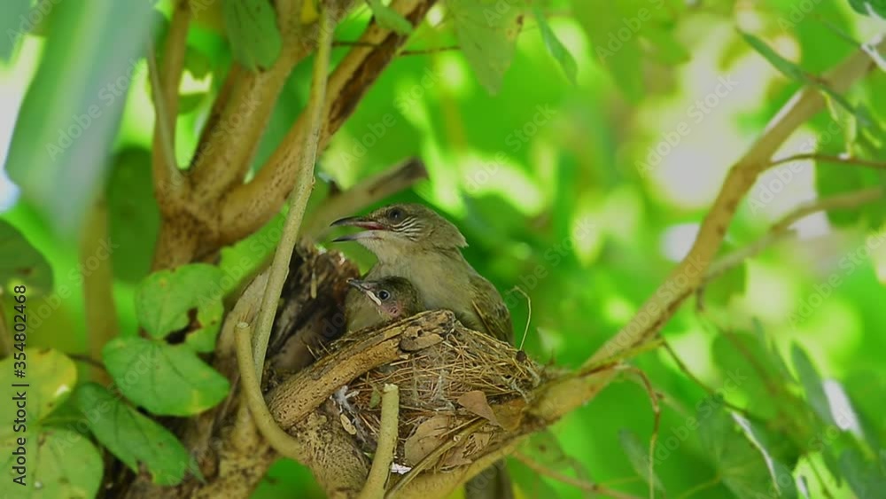 Parent bird with baby in the nest.
Beautiful streak eared bulbul juvenile bird snuggling up to its parent to get warm ,HD video.
Parent bird with baby in the nest.
Beautiful streak eared bulbul juvenile bird snuggling up to its parent to get warm ,HD video.