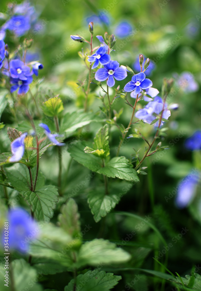 Little spring blue Veronica flowers bloom outdoors Little spring blue Veronica flowers bloom outdoors