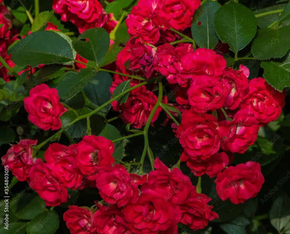 Red Roses on Rose Bush Red Roses on Rose Bush