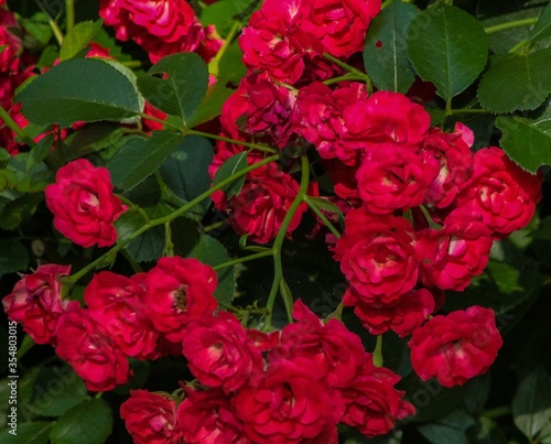 Red Roses on Rose Bush