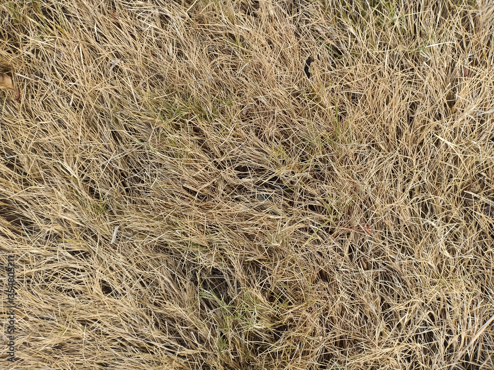 Dry grass texture as background Dry grass texture as background