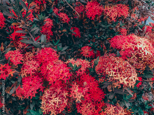 red west Indian Jasmine flowers 