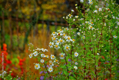 Fototapeta Naklejka Na Ścianę i Meble -  camomile Bush in autumn in the garden, Russia