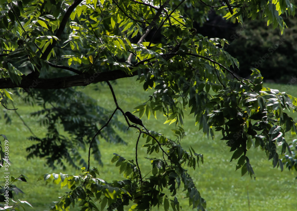 Fototapeta premium American Crow Perched in Tree Branch