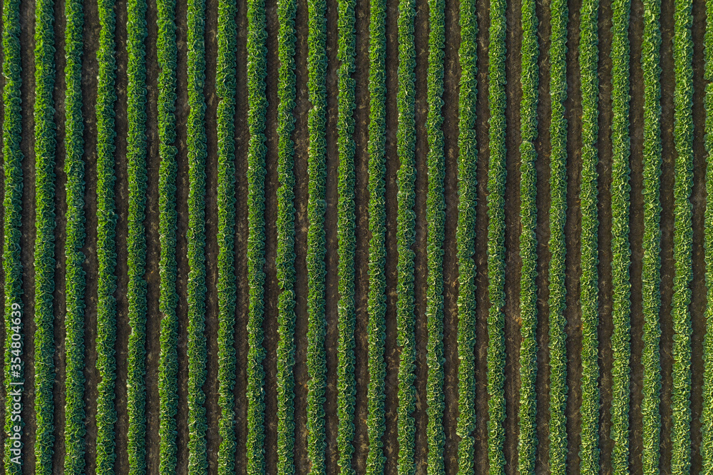 Aerial view of cabbage rows field in agricultural landscape. Cabbage field on a commercial farm. View from drone Aerial view of cabbage rows field in agricultural landscape. Cabbage field on a commercial farm. View from drone