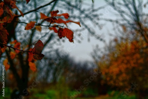 leaves on fruit trees in the garden in autumn, Russia