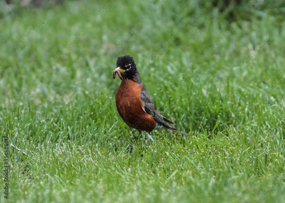 American Robin Walking Through Grass with Worm in Mouth American Robin Walking Through Grass with Worm in Mouth